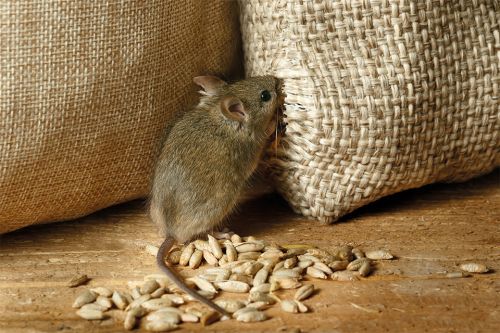 Foto: Maus knabbert an Sack Getreide